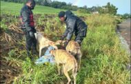 Dogs remain with deceased owner in Tongaat