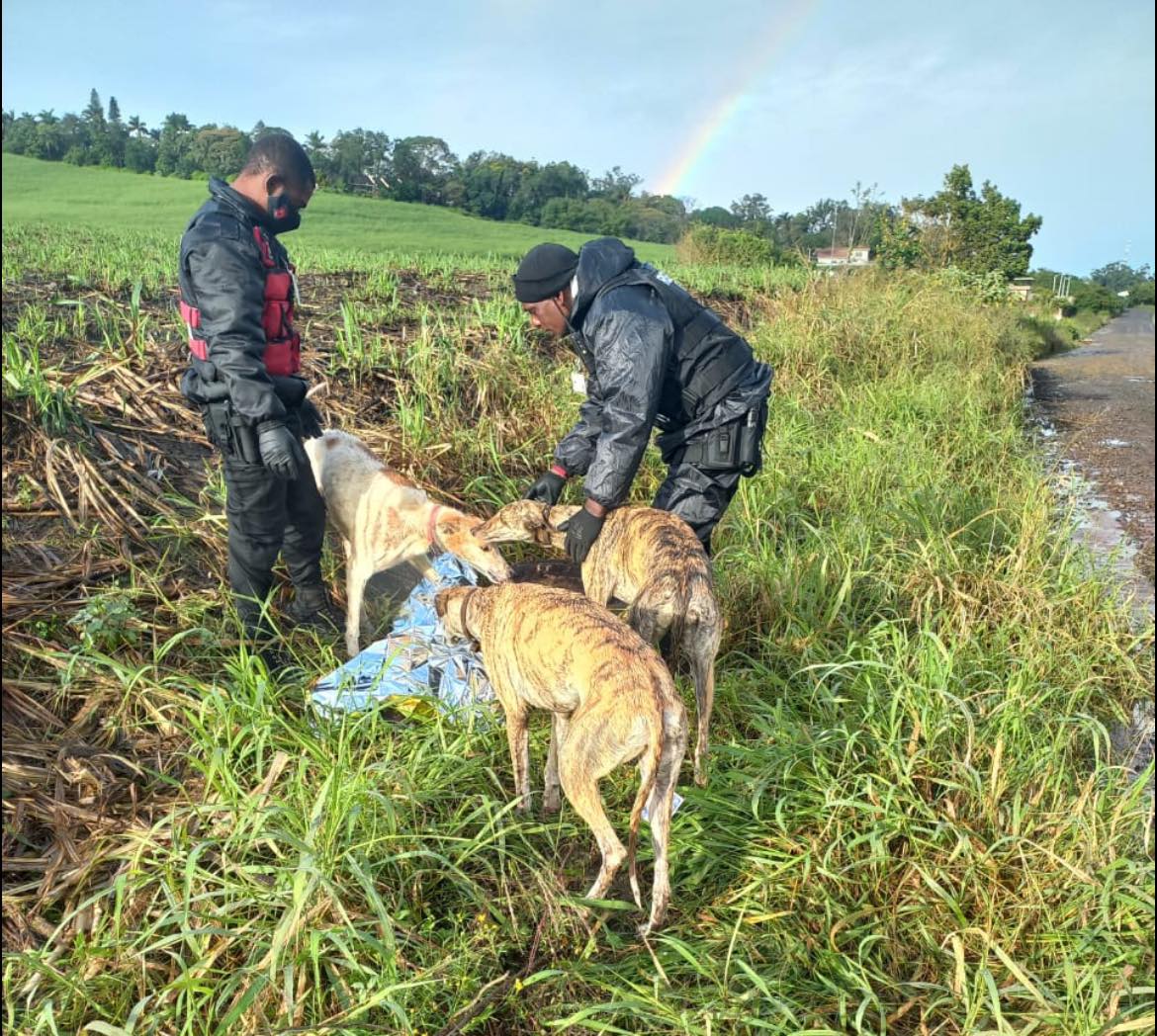 Dogs remain with deceased owner in Tongaat
