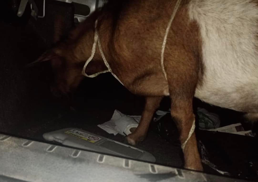 Sacrificial Goat Found In Trunk During Vehicle Crash: Verulam - KZN
