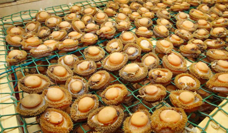 Company convicted for dealing in abalone