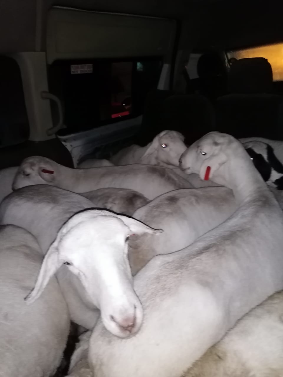 Suspect arrested in a minibus loaded with livestock