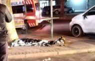 Pedestrian Killed: Tongaat - KZN