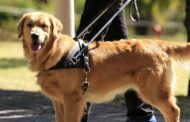 MasterDrive supports South African Guide-Dogs Association (GDA) on Mandela Day
