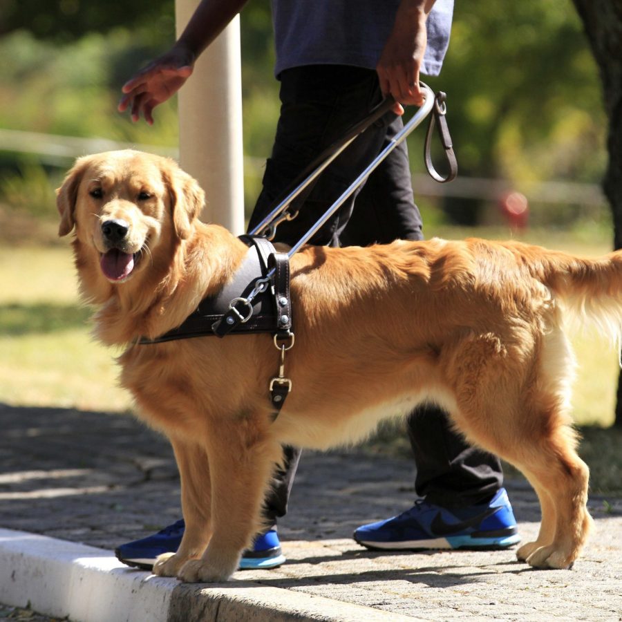 MasterDrive supports South African Guide-Dogs Association (GDA) on Mandela Day