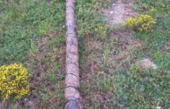 Gqeberha K9 arrest cable thief and housebreaking suspects in separate incidents