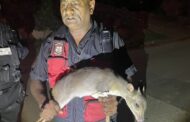 Blue Duiker Located In Residential Area: Grange - KZN