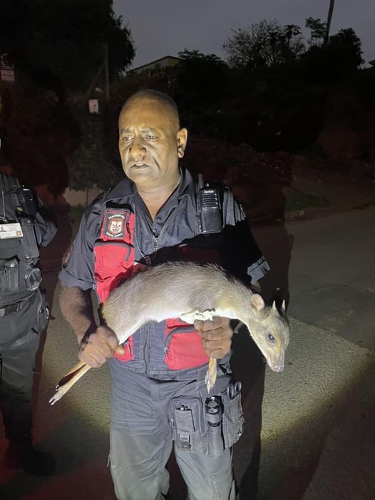 Blue Duiker Located In Residential Area: Grange - KZN