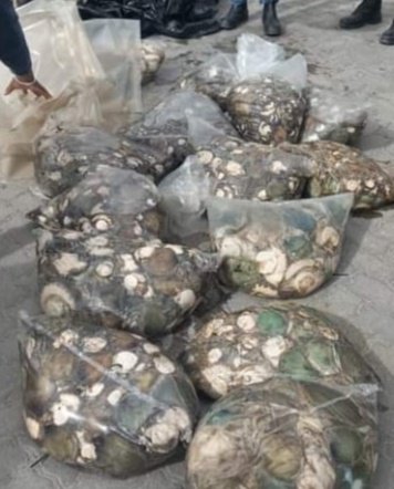 Suspects face charges for the possession of abalone without a permit