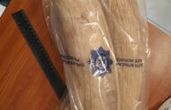 Suspect due in court for illegal possession of ivory tusks
