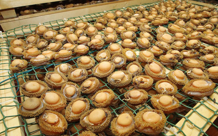 Three men arrested for processing and possession of abalone