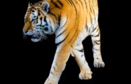 Community members warned of a tiger on the loose in the Kliprivier area