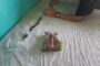 Decomposing body discovered in a home in Amoutana