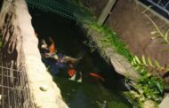 Thieves Fish Koi From Pond: Trenance Park - KZN