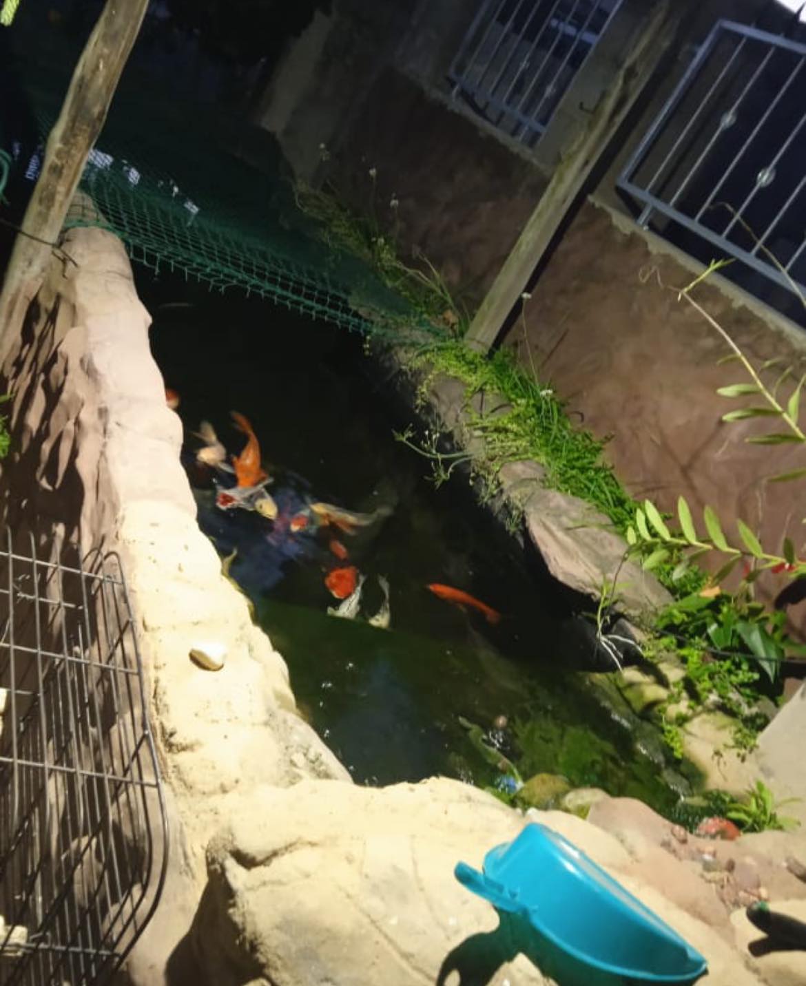 Thieves Fish Koi From Pond: Trenance Park - KZN