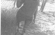 Police in Ottosdal request the community's assistance in locating missing 22-year-old Mpoletsang Emily Gausi