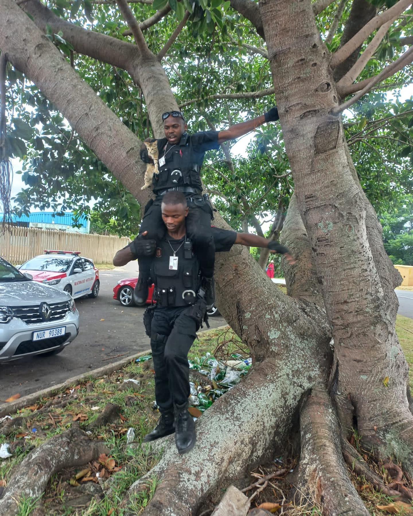 Kitten rescued from tree in Lotusville