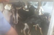 Police arrest suspect with 15 suspected stolen goats