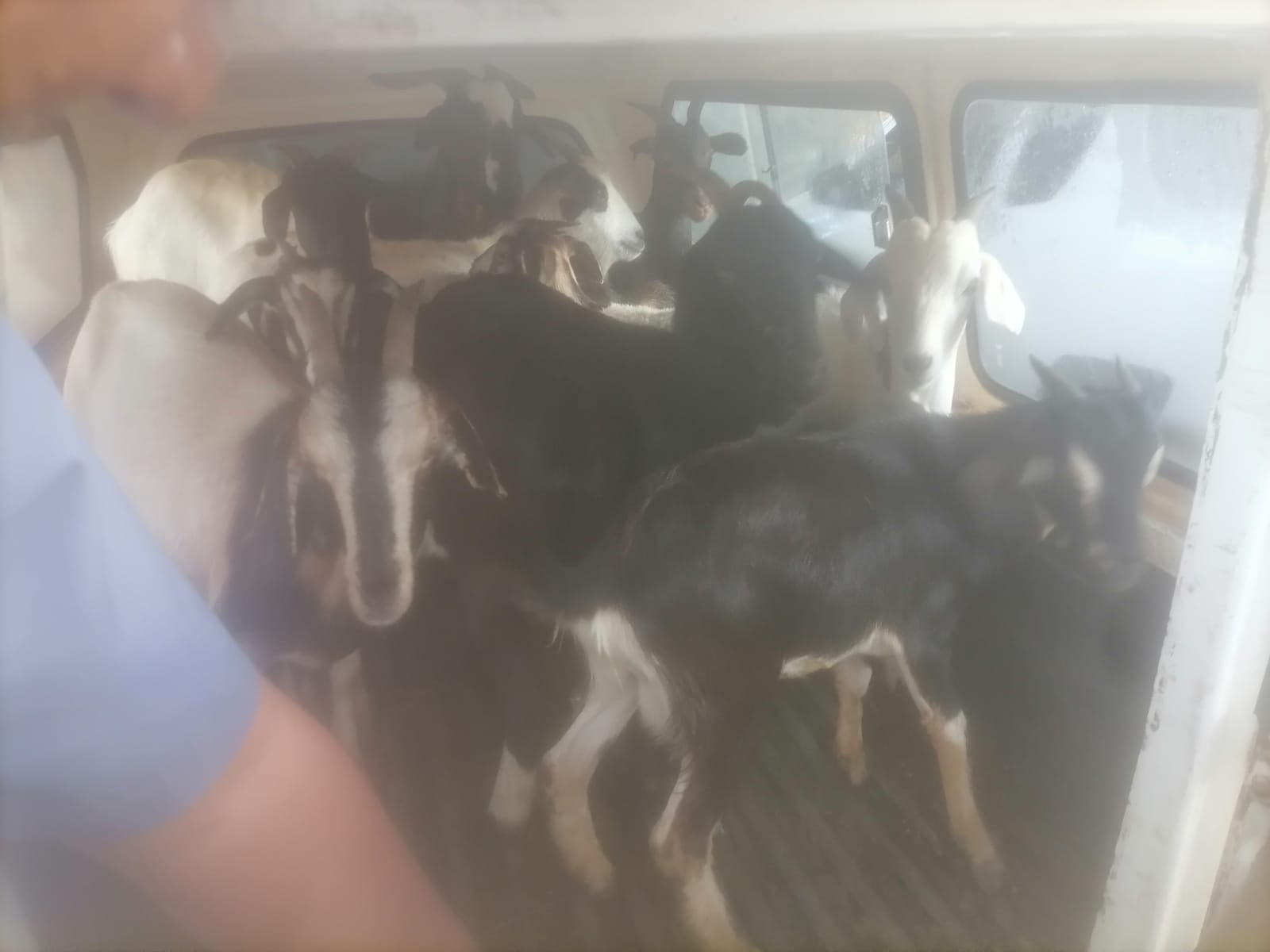 Police arrest suspect with 15 suspected stolen goats