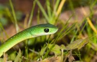 Child bitten by snake hospitalised in Everest Hieghts