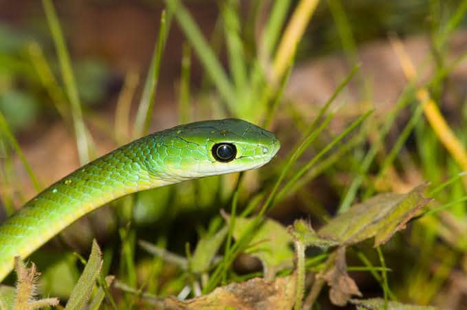 Child bitten by snake hospitalised in Everest Hieghts