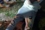 Owner of injured dog sought- N2 near Tinley Manor