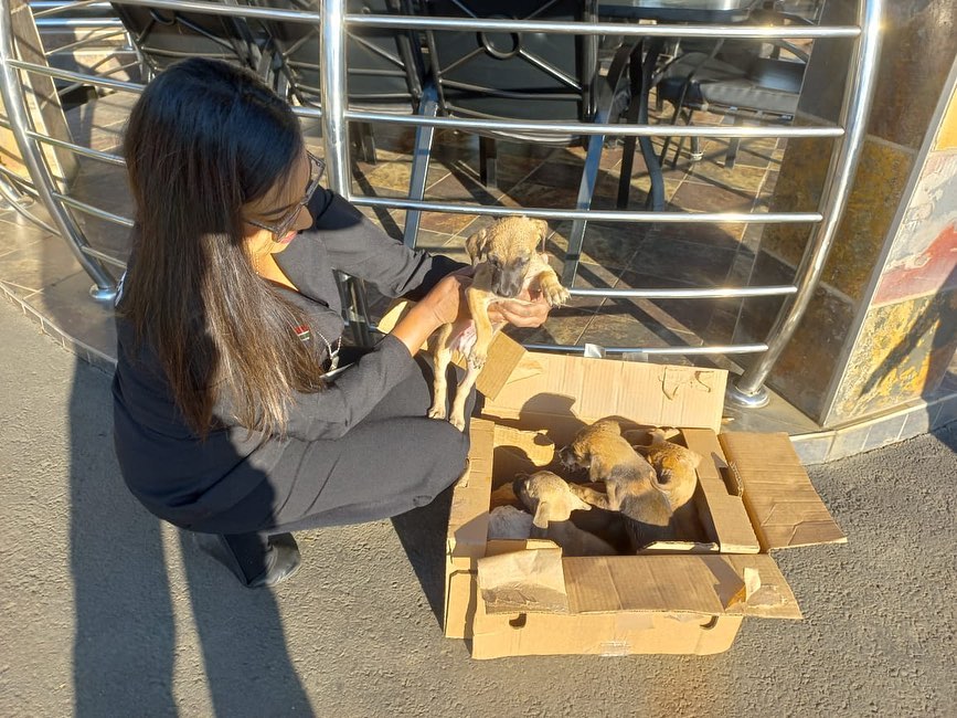 Female puppies dumped in Verulam CBD | Road Safety Blog