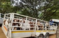 Suspect apprehended for transportation and possession of stolen sheep and goats in Vhembe District