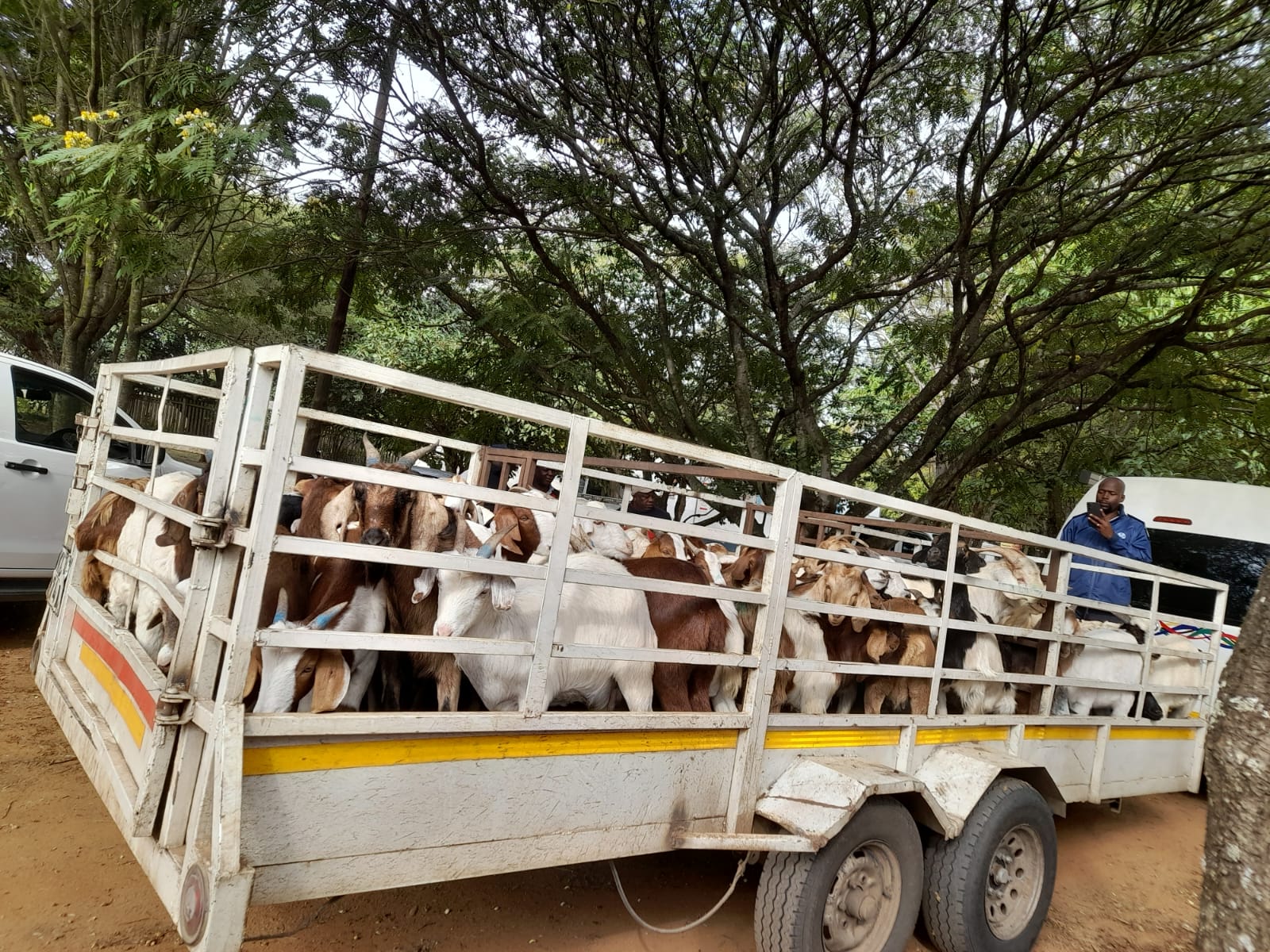 Suspect apprehended for transportation and possession of stolen sheep and goats in Vhembe District