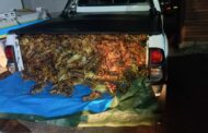 Suspects to appear in court for the possession of a homemade zip gun and rock lobsters