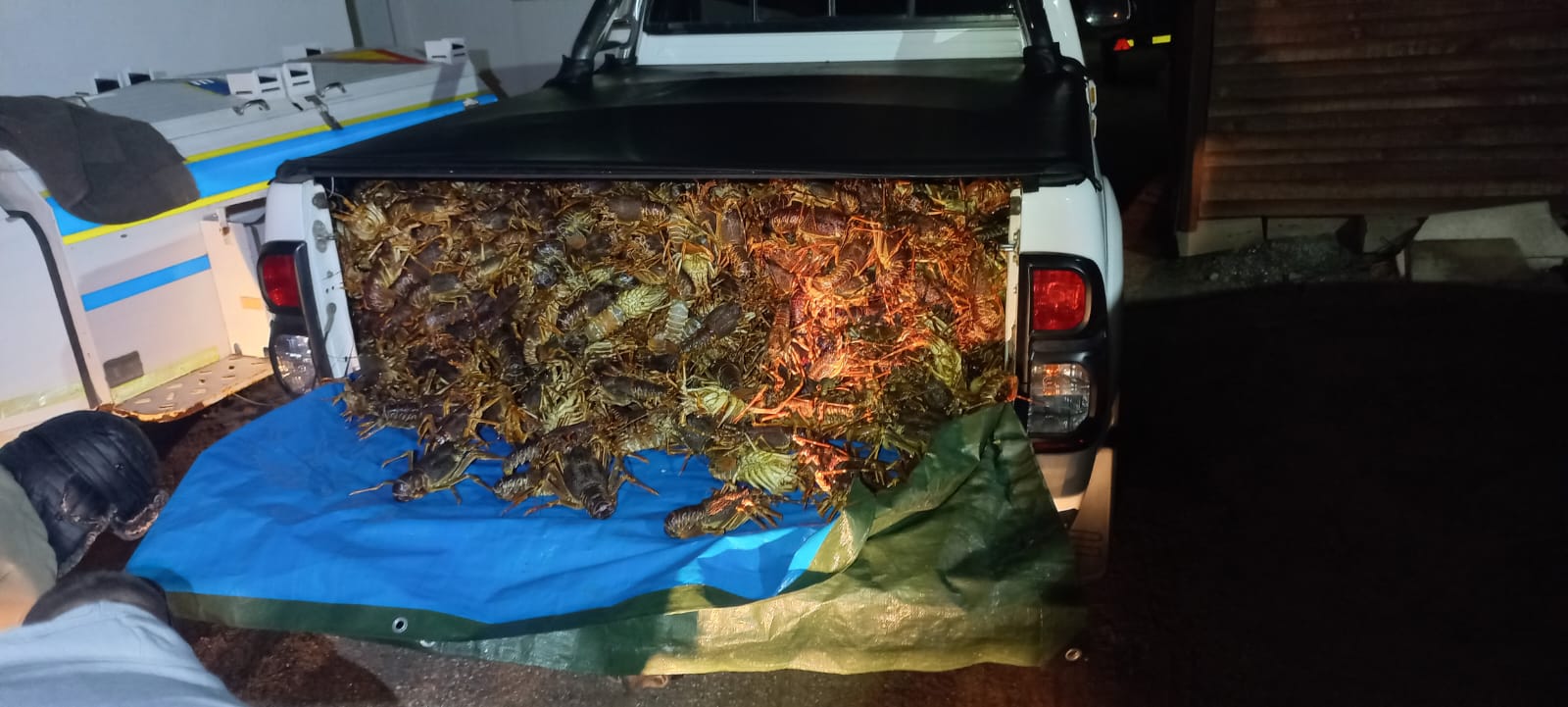 Suspects to appear in court for the possession of a homemade zip gun and rock lobsters