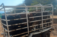 Suspected ringleader of stock theft arrested in Botlokwa