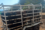 Limpopo Department of Transport and Community Safety conducts a Stray Animal campaign in Mapela