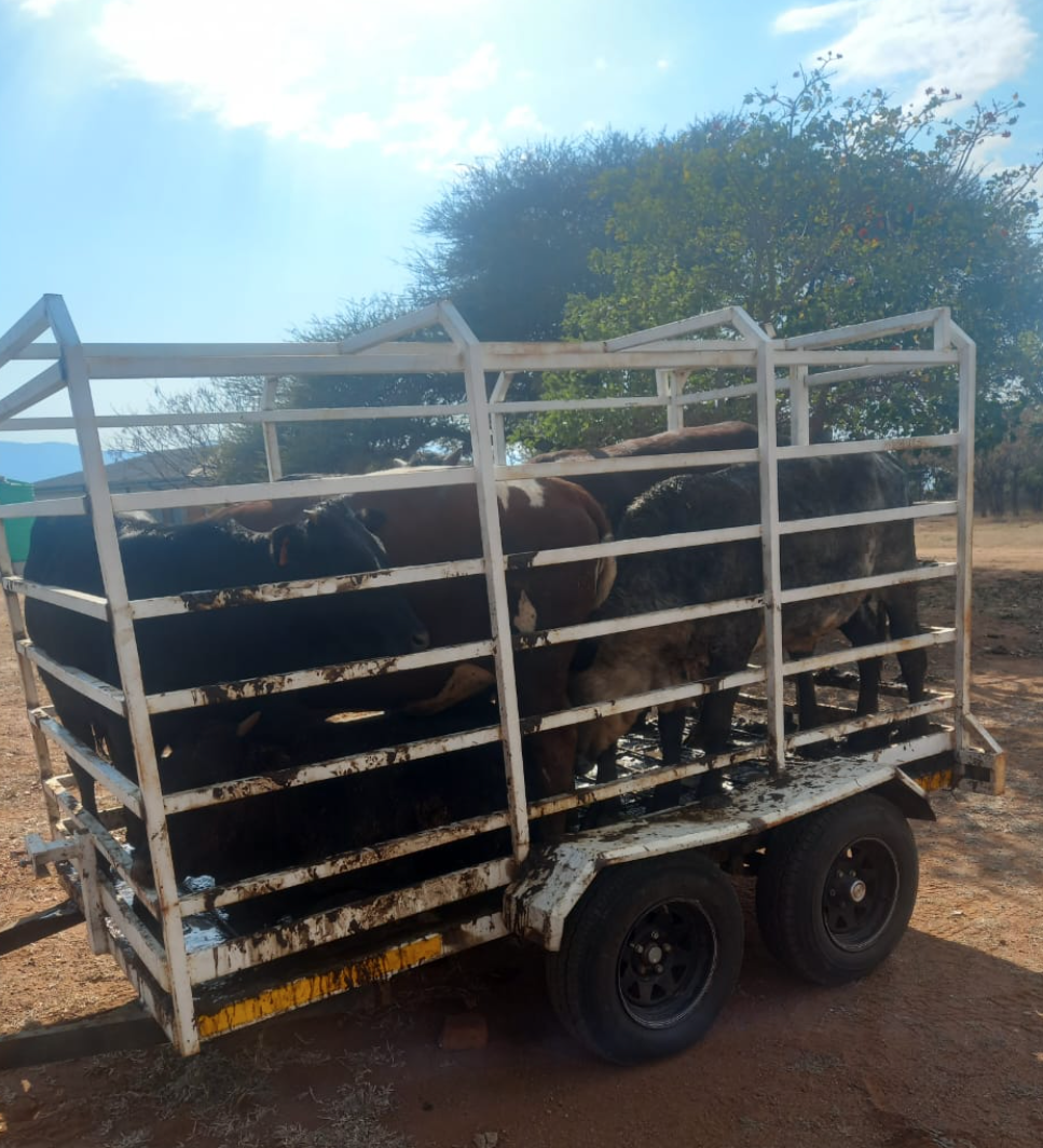 Suspected ringleader of stock theft arrested in Botlokwa