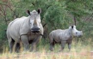 Two suspected rhino poachers arrested on the R67 between Makhanda and Fort Beaufort