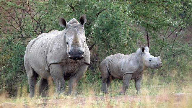 Two suspected rhino poachers arrested on the R67 between Makhanda and Fort Beaufort