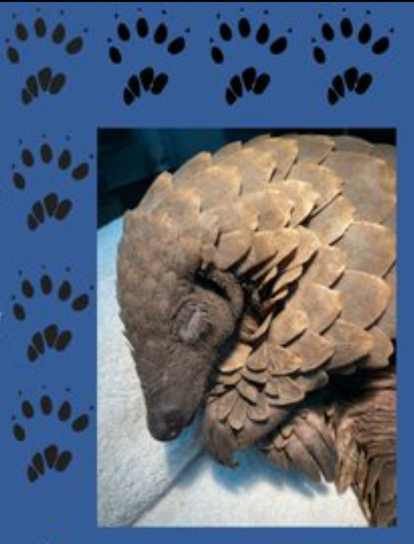 Four arrested for alleged illegal dealing in pangolin