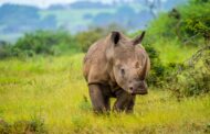 Hawks arrest alleged rhino horn thief