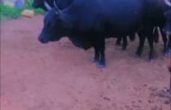 Stolen cattle butchered in Ogunjini