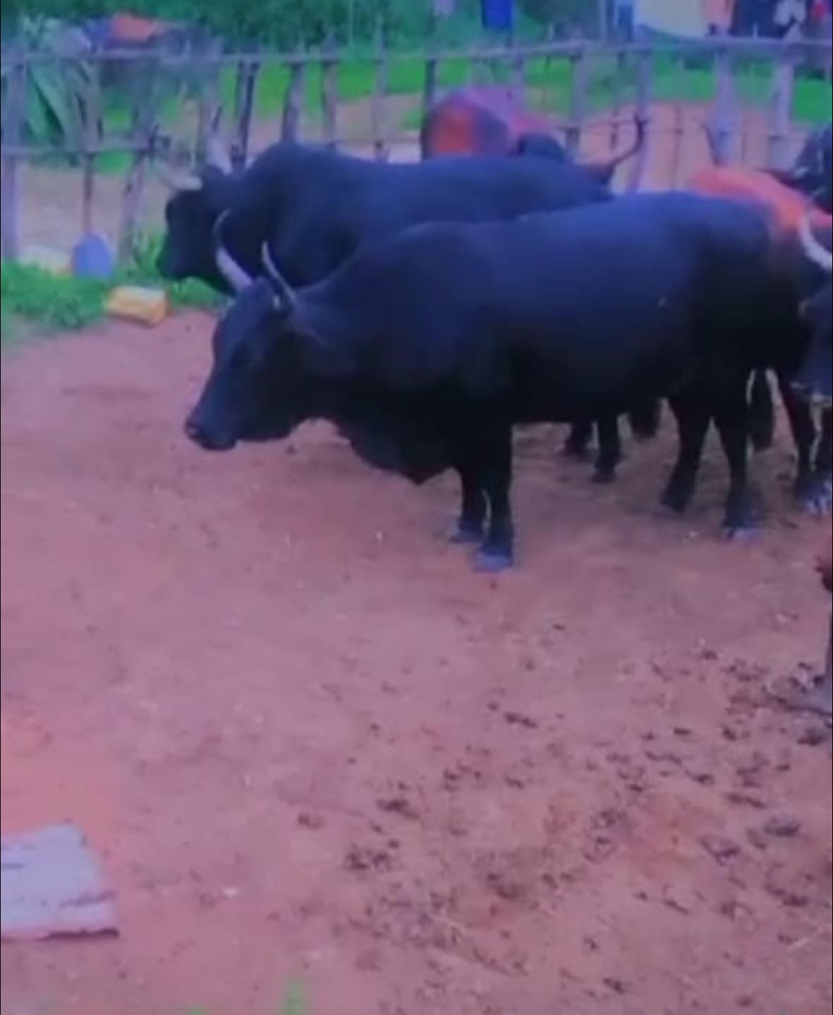 Stolen cattle butchered in Ogunjini