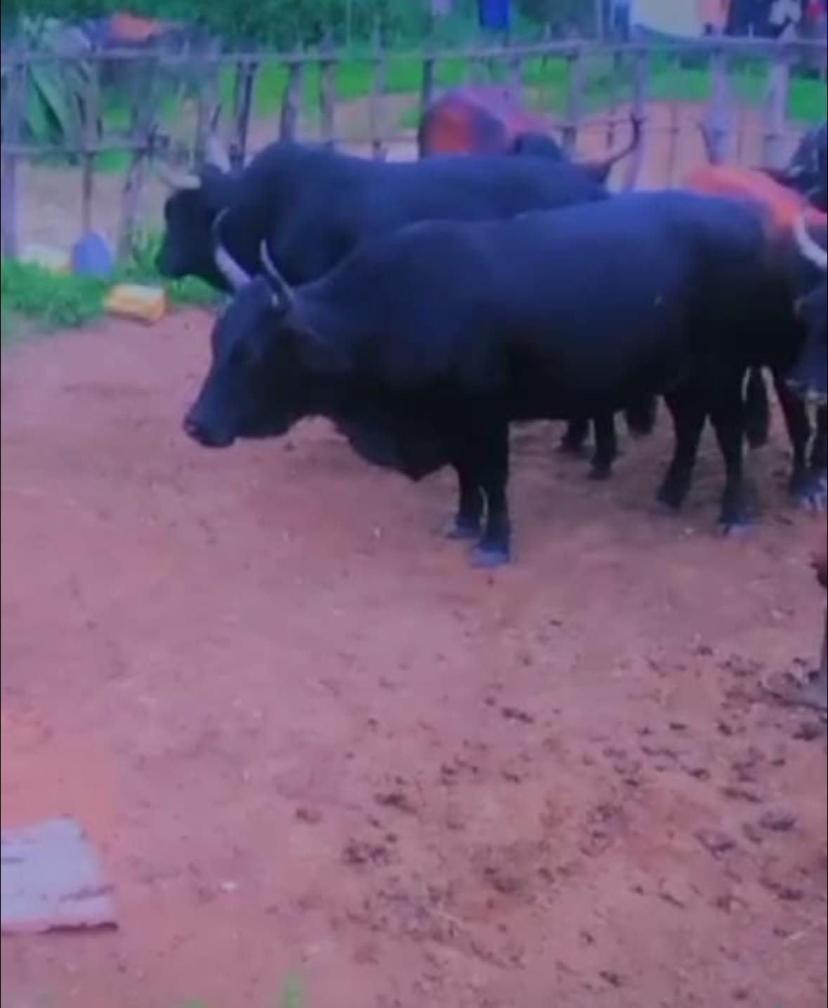 Stolen cattle butchered in Ogunjini