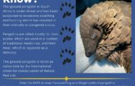 Two cross-border truck drivers arrested for illegal possession of pangolin