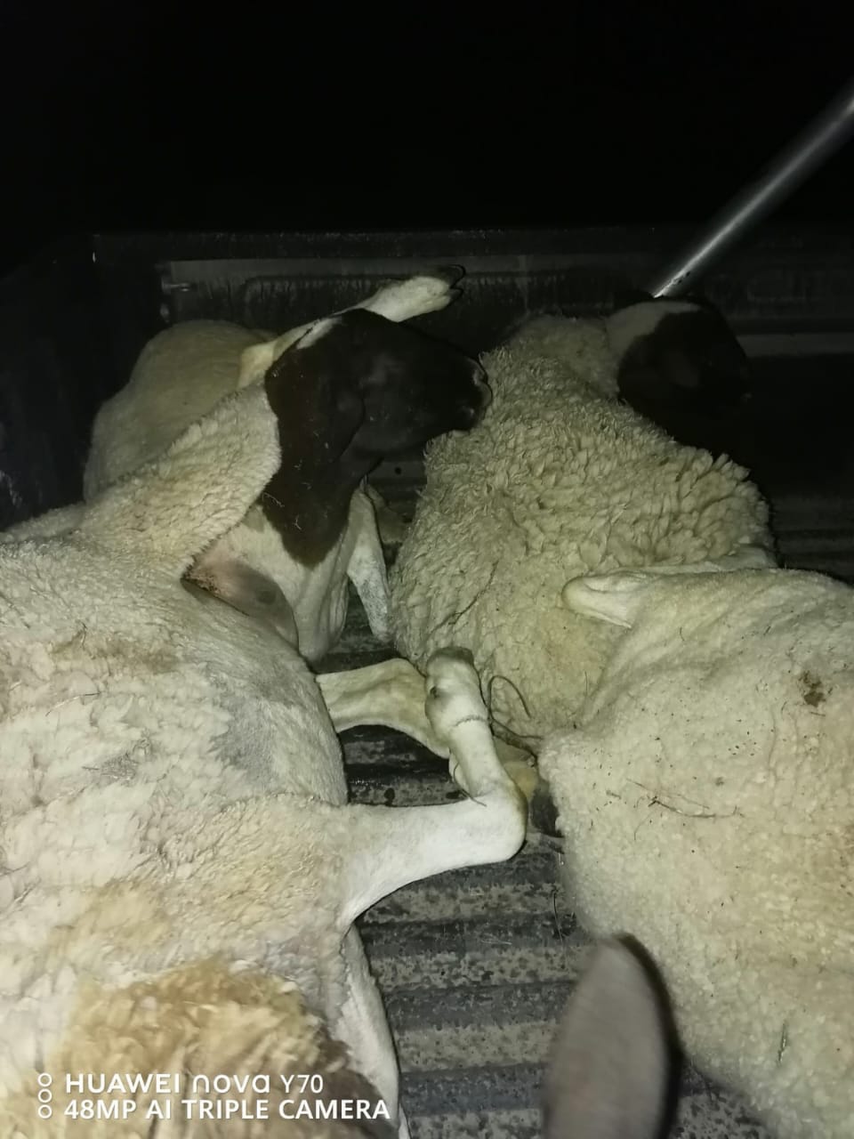 Joint operation to curb stock theft in Beaufort West ensures that two suspects are behind bars
