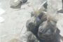 Police condemns mob justice whereby seven alleged suspects were killed