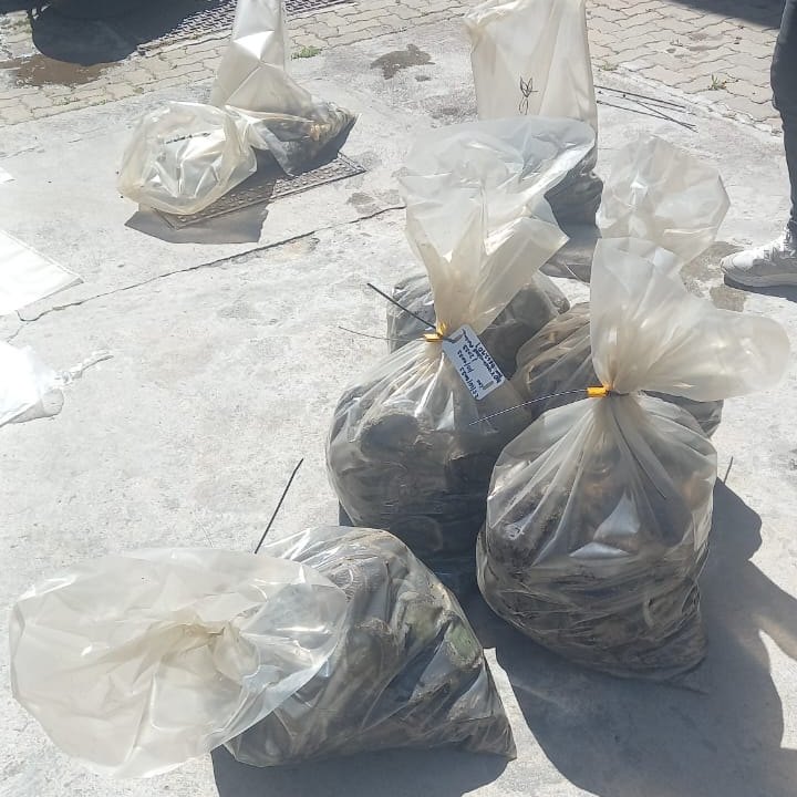Suspects to appear in court for charges of possession of abalone and possession of unlicensed firearm and ammunition