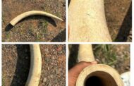 A 62-year-old male suspect from Newlands who was found in possession of an elephant tusk