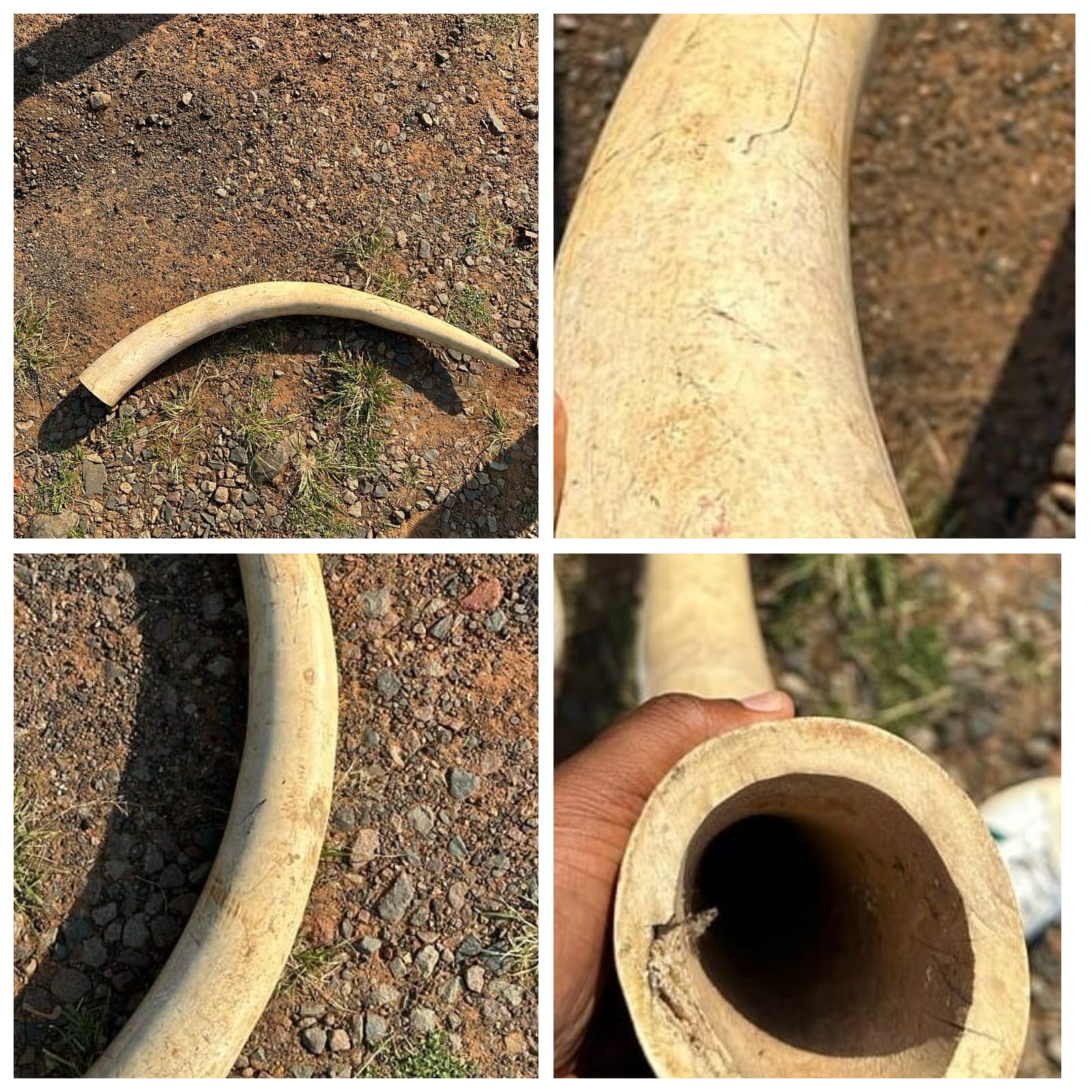 A 62-year-old male suspect from Newlands who was found in possession of an elephant tusk