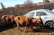 Nebo police arrest two suspects for stock theft