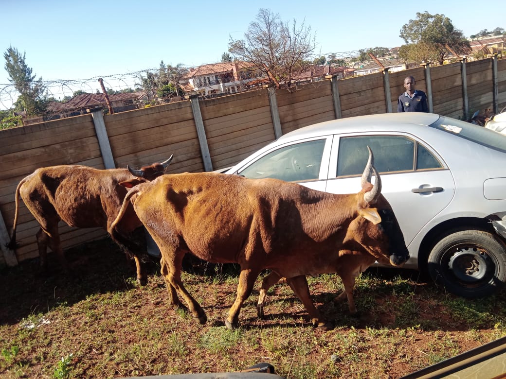 Nebo police arrest two suspects for stock theft