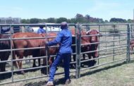 Another two alleged livestock thieves were busted with twelve bonsmaras and two calves in Virginia