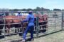 Most wanted stock theft suspect fatally wounded and one found with unlicensed firearms